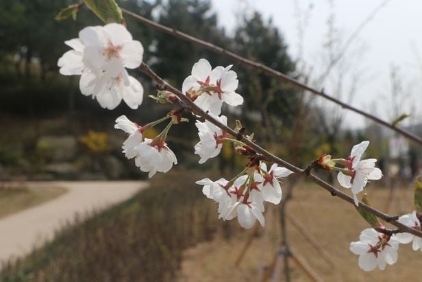 서울식물원에서 기르는 제주왕벚나무. 이 나무들이 가로수로 쓸 정도로 크면 여의도 벚꽃길에 심을 예정이다.