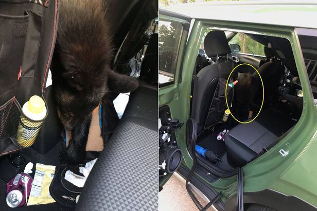 미국 테네시주야생자원청은 지난 23일 녹스빌 인근 한 오두막 앞에 주차된 차량 안에서 흑곰 한 마리가 폐사체로 발견됐다고 밝혔다./페이스북