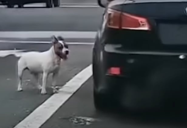 개 한 마리가 자신을 버린 주인의 차량을 바라보고 있다. /유튜브