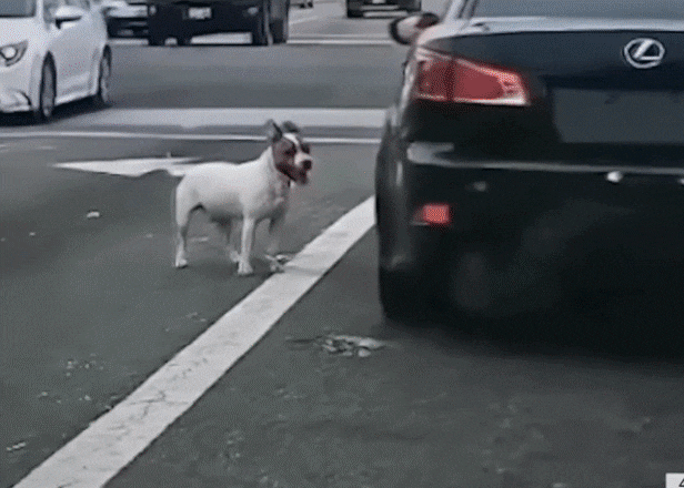 개가 자신을 버린 주인의 차를 뒤쫓아 달리고 있다. /유튜브