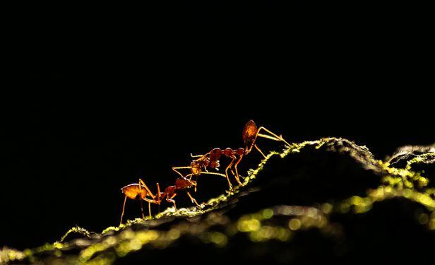 종합 2등상, Upamanyu Chakraborty, 개미 이야기/British Ecological society