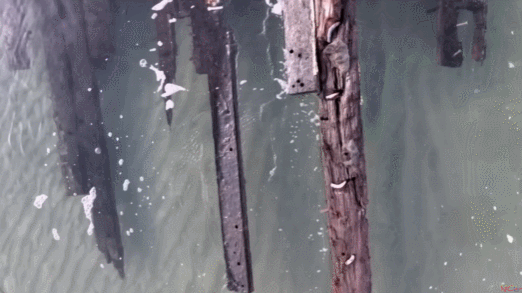 캐나다 어촌마을 케이프레이 해안에서 목격된 난파선. 나무와 구리 못으로 만들어졌다. /Corey Purchase 유튜브