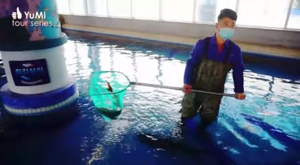대형 수족관에서 철갑상어 한 마리를 낚아올리고 있는 직원. /유튜브