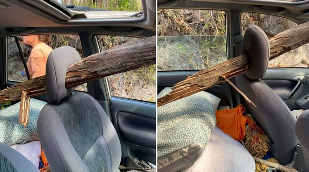 지난 28일(현지 시각) 호주 프레이저아일랜드에서 거대한 나무가 운행 중이던 차량의 유리를 뚫고 조수석 목 받침대를 관통한 사고가 발생했다./ Madill Motor Group