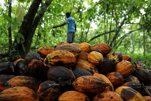 아프리카 코트디부아르의 코코아 농장. /로이터 연합뉴스