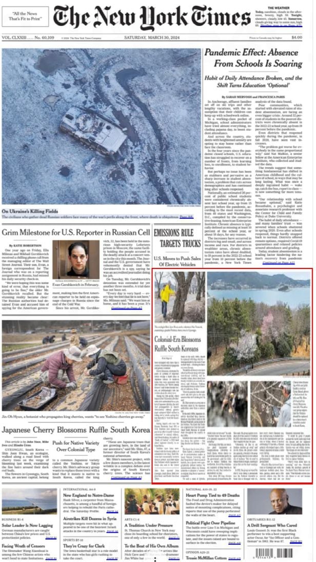 뉴욕타임스 3월30일자 1면과 5면(오른쪽 아래 빨간 테두리). 한일간 100년 왕벚나무 원조 논쟁과 한국에서 일고 있는 왕벚나무 교체 움직임을 다루었다.