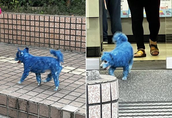 강아지가 아바타냐” 대만 배우 분노 글 쓴 파란 염색 보니 - 조선일보