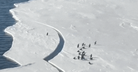 데릭 문손이 올린 영상 중 일부. 무리 가장 앞에서 달리던 한 펭귄이 갈라지는 빙하 위에서 침착하게 대응한다. /인스타그램