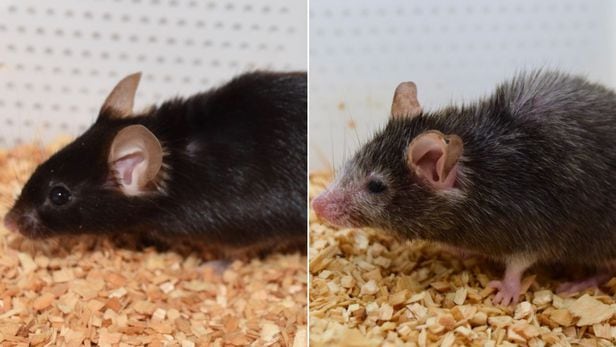 노화 실험에 이용된 생쥐들. /싱클레어 연구소