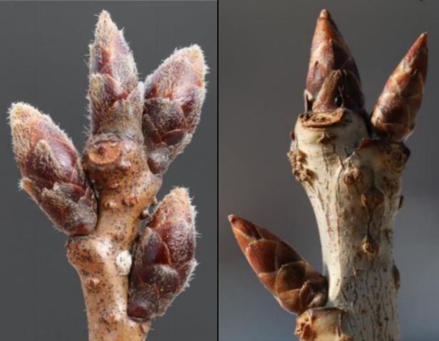 왕벚나무(왼쪽)와 제주왕벚나무(오른쪽) 겨울눈 비교. 왕벚나무 겨울눈엔 털이 조밀하고 제주왕벚나무 겨울눈엔 상대적으로 조밀하지 않다. /동북아생물다양성연구소