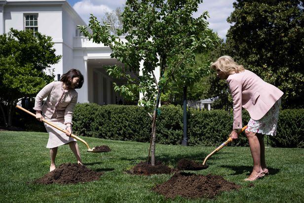 조 바이든 미국 대통령의 부인 질 바이든(오른쪽) 여사와 기시다 후미오 일본 총리의 부인 기시다 유코 여사가 지난 4월 17일(현지 시각) 미국 워싱턴DC 백악관 마당인 사우스론에서 왕벚나무를 심고 있다./AFP 연합뉴스