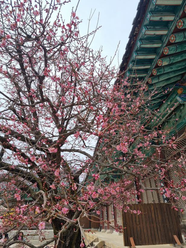 지난 12일 통도사 매화가 붉은 꽃을 활짝 피우고 향기를 뿜고 있는 모습. /김한수 기자