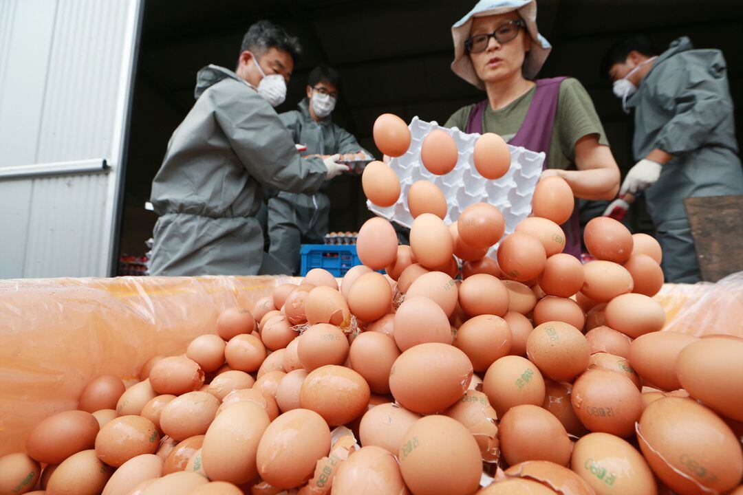 일파만파 번지는 살충제 계란 파문사실상 전국에서 검출