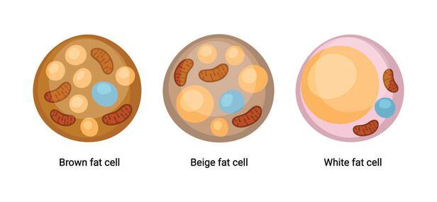 갈색 지방(왼쪽)과 베이지색 지방(가운데), 백색 지방(오른쪽).  번데기 모양은 에너지 발생기관인 미토콘드리아이고 노란색이 지방이다. 파란색은 세포핵이다. 백색 지방은 에너지를 축적해 비만을 일으키지만, 갈색 지방과 베이지색 지방은 에너지 발생기관인 미토콘드리아가 많아 오히려 에너지를 많이 소비한다./biologydictionary.net