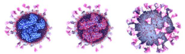 코로나 바이러스의 외부와 내부를 보여주는 3D 모델. 바이러스 안쪽에는 유전물질과 단백질이 결합한 뉴클레오캡시드(파란색)이 있다. 뉴클레오캡시드는 RNA(붉은색)rk 단백질을 휘감고 있는 형태다(가운데)./KUAST