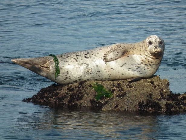 바위위에 쉬고 있는 점박이물범. 이 짐승의 어린 개체가 번식철 수컷 해달에 의해 엽기적으로 살해되는 사례가 속출하고 있다. /NOAA