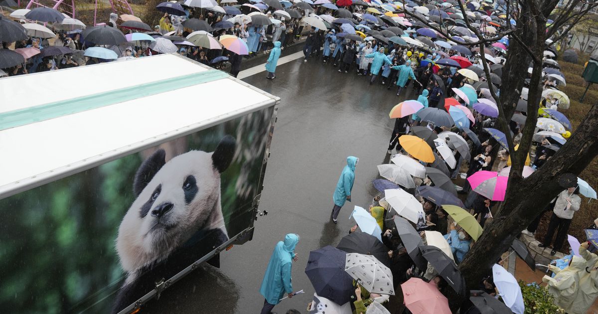 Thousands Bid Farewell to Giant Panda ‘Fubao’ as He Leaves Everland for China