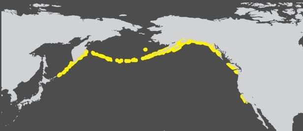 M자 형태를 보이는 해달의 서식지 분포도. /NOAA