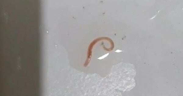 Klo würmer im Wurm in