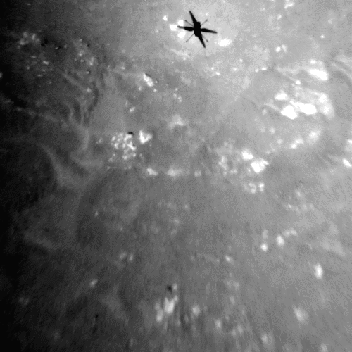 지난 25일 3차 비행 시험에서 인저뉴어티가 지나가면서 생긴 그림자를 흑백 카메라로 찍은 모습./NASA