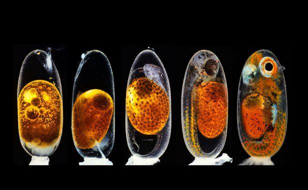 니콘 현미경 사진전 스몰월드 2020의 2위 수상작. 열대어 흰동가리 배아의 발달 과정을 보여준다./Nikon