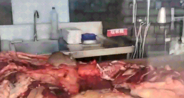 중국의 한 훠궈 체인점에서 쥐 한 마리가 주방 작업대에 놓인 고기를 뜯어 먹고 있는 모습. /웨이보