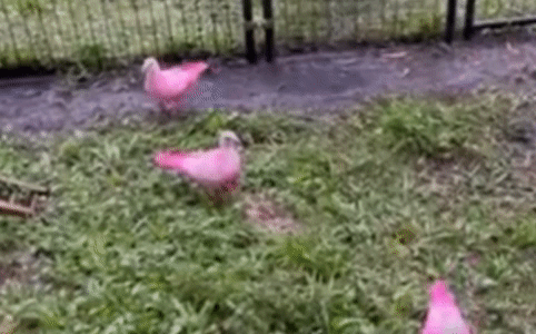 지난해 10월 플로리다 팸브로크파인스의 한 공원에서 발견된 분홍색으로 염색된 비둘기들. /페이스북