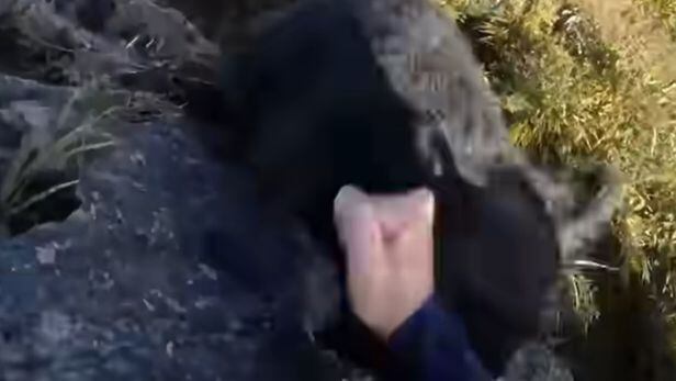 맨주먹으로 흑곰을 물리친 일본 등산객. /영국 텔레그래프 유튜브