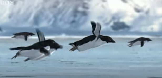 2008년 4월 1일 만우절을 맞아 영국 BBC가 공개한 '날고 있는 펭귄(Flying Penguin)'이라는 이름의 가짜 다큐멘터리 비디오. 이후 펭귄이 날고 있는 모습은 컴퓨터 그래픽으로 밝혀졌다. /BBC 유튜브