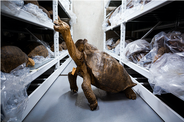 갈라파고스 제도의 페르난디나 섬에 사는 자이언트 거북은 1906년 수컷이 마지막으로 관찰됐다. 이 수컷은 현재 박물관에 보관 중이다./미 캘리포니아 과학아카데미