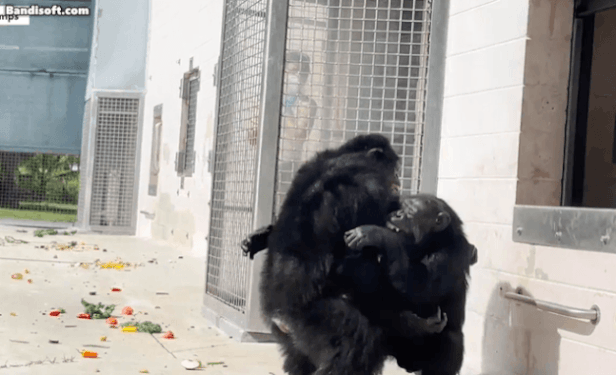 평생을 실내 우리에 갇혀 지내던 침팬지 바닐라가 28년만에 처음으로 하늘을 보고 신기하다는 듯한 표정을 짓고 있다. /세이브더침팬지 유튜브