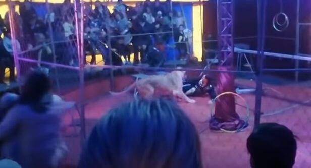 러시아 노보시비르스크 인근 모쉬코바 지역에서 열린 민간 서커스 단체의 공연에서 암사자 한 마리가 조련사를 공격했다. /유튜브