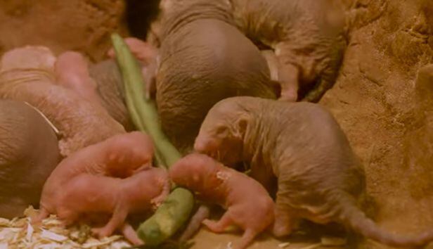 벌거숭이두더지쥐와 새끼들이 먹이를 먹고 있다. /Smithsonian National Zoo