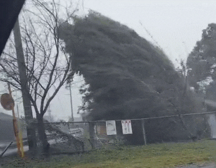 일본 가고시마현에 불어닥친 거센 돌풍에 나무가 반쯤 누운 채 버티고 있다. /트위터