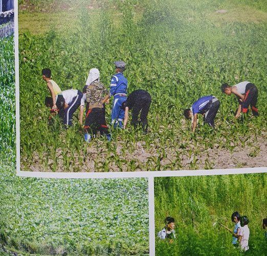 농사일에 동원된 북한 학생들/강동완 교수