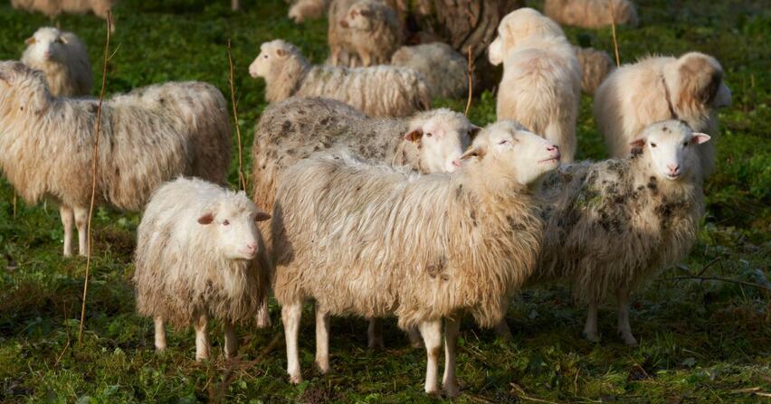 Flock of Sheep Accidentally Devours 100 kg of Hemp in Greece