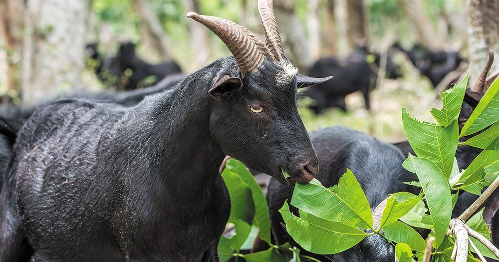 Alimentation saine en hiver : Chèvre noire – doit être consommée pour la solidité des os et l’immunité