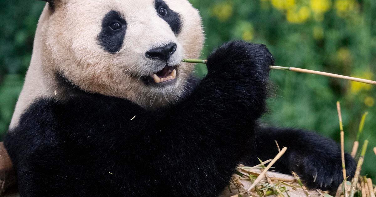 Say Farewell to Fubao: Tour Package to Reunite Giant Panda Fans in ...