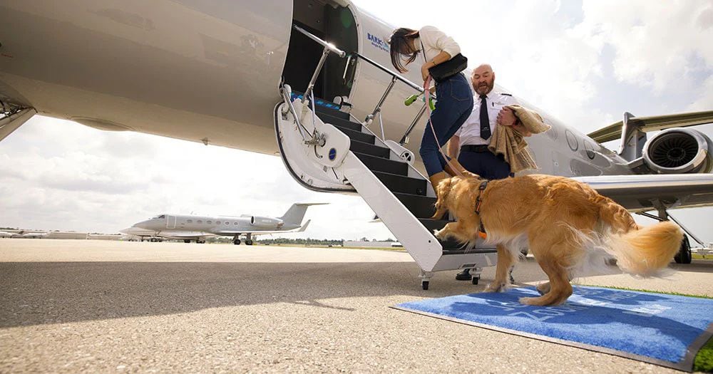 It prices 8 million to win a method, however it’s offered out… Airline tickets for canine grew to become widespread as quickly as they have been launched