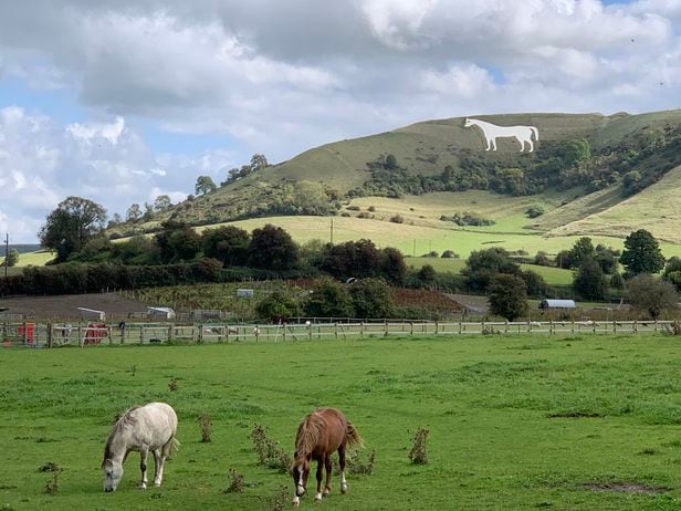 웨스트베리(Westbury)의 하얀 말. 길이 52미터, 높이 55미터의 크기로 그려져 관광 포인트로 역할을 한다.