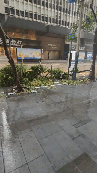 태풍 사올라가 지나간 후 홍콩 중심부 거리에 나무들이 줄줄이 쓰러져있는 모습. /엑스