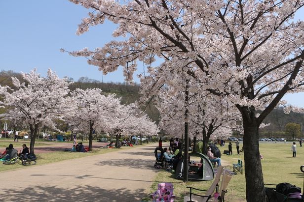 왕벚나무. 지난 10일 서울 난지한강공원.