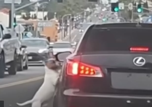 미국 캘리포니아주 롱비치의 한 도로 위에서 포착된 장면. 개 한 마리가 자신을 버린 주인의 차량 운전석에 매달리고 있다. /유튜브