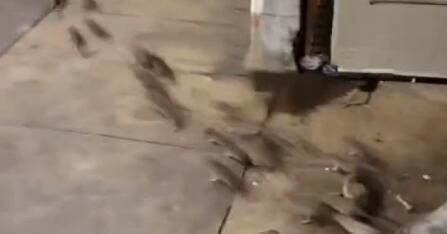 Homeless Person’s Blanket Lifted in New York Subway, Unleashing Swarm of Rats – Shocking Video Goes Viral on TikTok