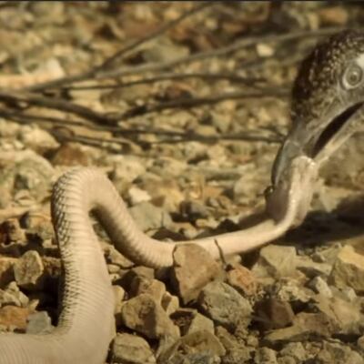 [수요동물원] 방울뱀 머리통이 박살…만화동산 로드러너의 킬러본색 - 조선일보